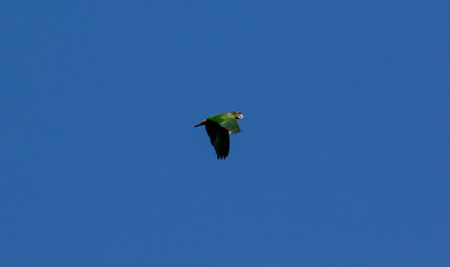 Parrot flying
