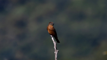 Brown bird on a branch