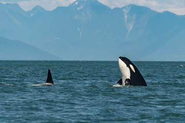 Fototapeta premium Killer whale spy hop