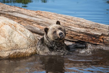 grizzly swimming