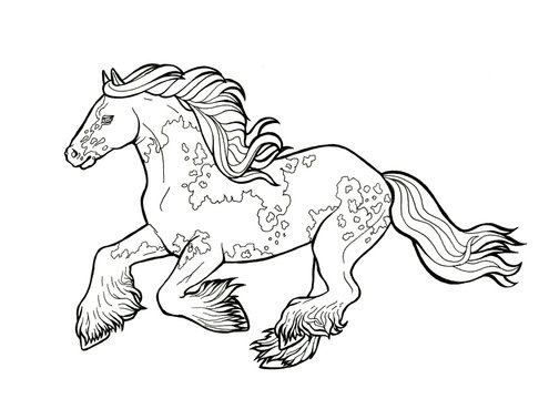 Horse runs trot. Coloring book. The horse runs trot. Coloring book. Tinker is a thoroughbred horse.