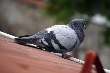 Pigeon standing on a roof, defocused background
