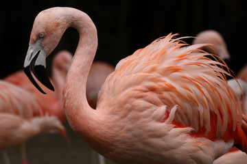 pink flamingo - obrazy, fototapety, plakaty