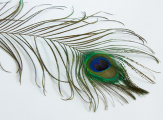 Obraz premium Colorful peacock feather on white background close-up