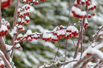 Snow covered red berries on a tree