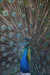 Obraz premium peacock with feathers out