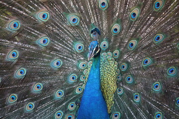 Obraz premium peacock with feathers out