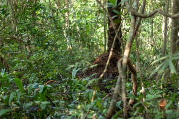 Obraz premium trees in the forest