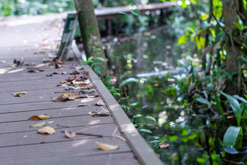 decking on a walkway in a forest