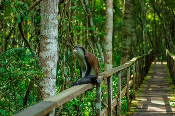 close up of a monkey on a walkway