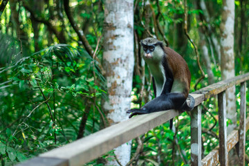 close up of a monkey on a walkway