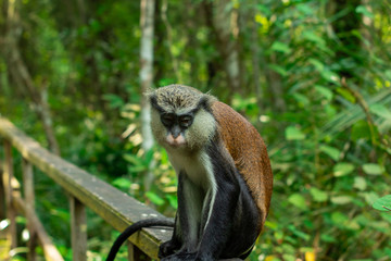 close up of a monkey on a walkway