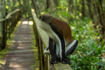 close up of a monkey on a walkway