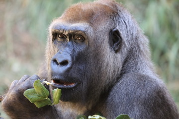 gorilla