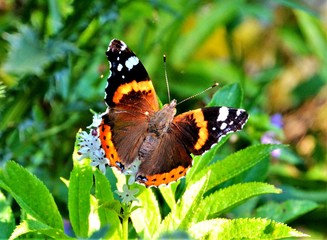 Obraz na płótnie Canvas Vanessa atalanta butterfly