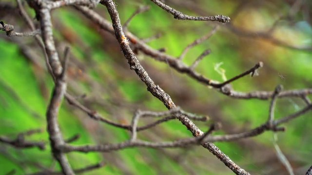 View of small dry pine branches covered with cobweb and growing on the old pine tree in the park in summer day. Stock footage. Beautiful view of plants and trees in city park