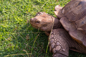 closeup of a tortoise