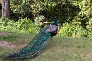 peacock in the park