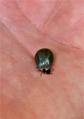 A big tick on palm