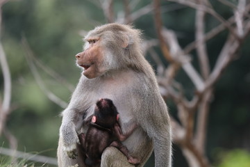 baboon and baby