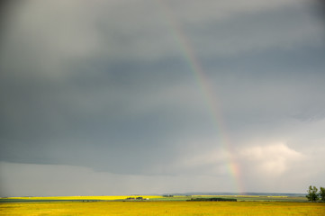 Rainbow over canola crop.