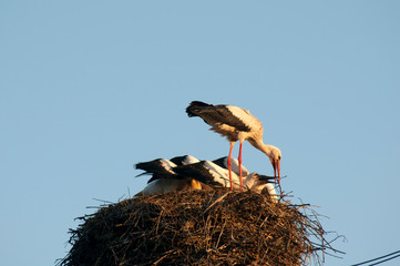 Stork birds on the nest on a beautiful day on the blue sky background