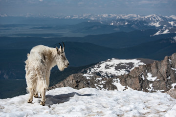 Obraz premium A Mountain Goat looks out over a snowy valley in Colorado.