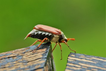 the may bug melolontha