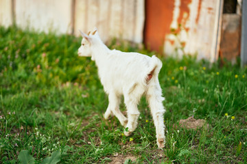 Obraz premium white goat on green grass