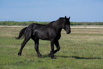 Fototapeta premium Black Horse in a Field