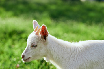goat on the meadow