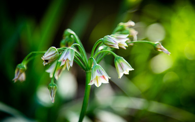 Hanging bells allium siculum #1