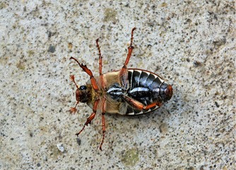 a may beetle with his feet up