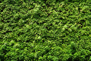 Plants wall or Green leaves wall texture background.