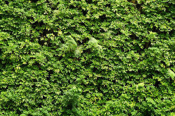 Plants wall or Green leaves wall texture background.