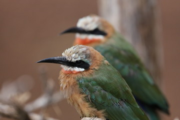 White-fronted Bee-eater