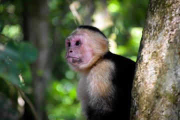 monkey cariblanco