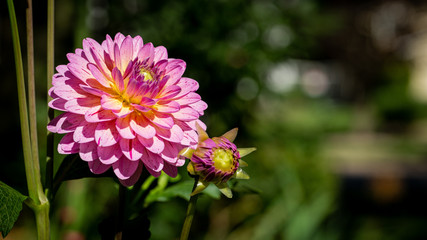 Fototapeta premium Pink Dalhia #2