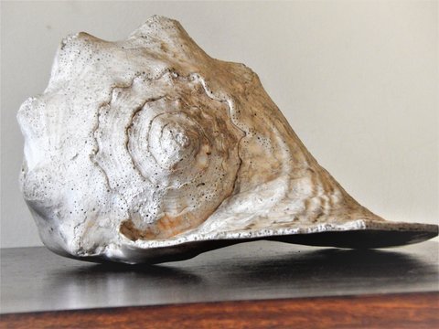 Picture of a shell taken in a Brazil house.