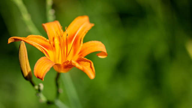 Tigerlily Images – Browse 88 Stock Photos, Vectors, and Video | Adobe Stock