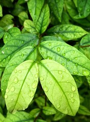 Rain drops on small young green leaves on tree.