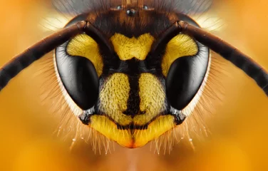 Fotobehang Bij Extreem scherpe en gedetailleerde studie van wespenkop