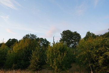 fresh green sunset landscape with blue sky and clouds