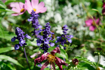 Fototapeta na wymiar Bee at a Flower