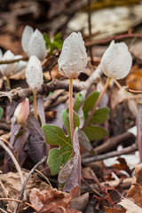 Fresh Blood root bloom before it opens after morning dew in the mountains of North Carolina.