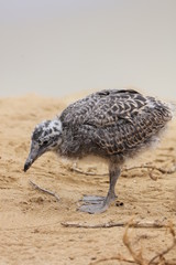 gull chick