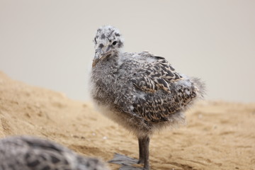 gull chick