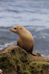 California sea lion