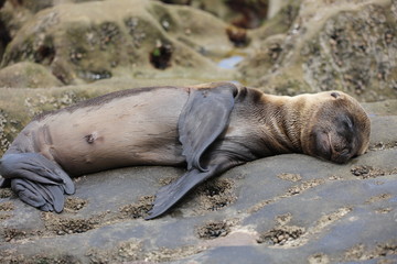 California sea lion