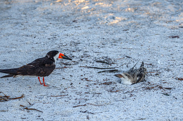 Skimmer Chick Giving Skimmer Parent Attitude, Indian Rocks Beach, Florida